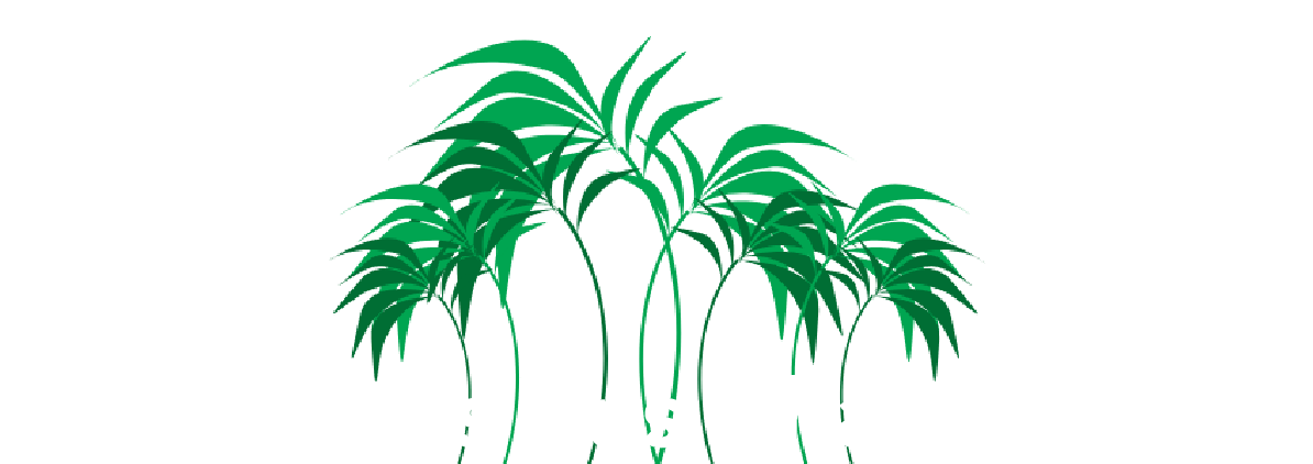 Cairns Bus Charters